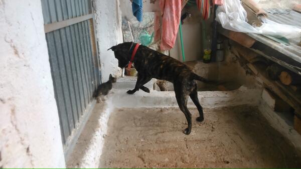juanginel's tweet photo. Al final se harán buenos amiguetes... http://t.co/mUFuErDDkh