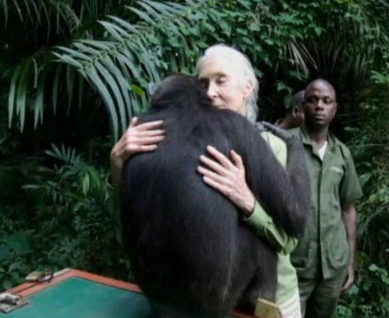 JornalCiencia's tweet photo. Este vídeo vai derreter seu coração. Chimpanzé agradecendo a cientista por salvar sua vida. http://t.co/oKLOfvs0Bo http://t.co/RLcdO8a6qa