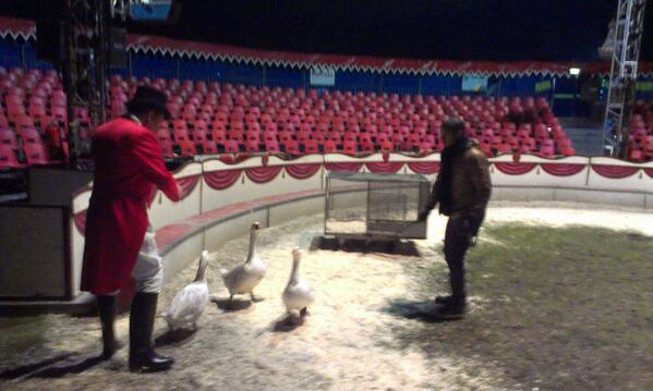 Vooruit,1 tipje van de sluier: 't blijkt dat <a href="/DexElmont/">Dex Elmont</a> best een 2e carrière als ganzenhoeder kan overwegen! #STKGala