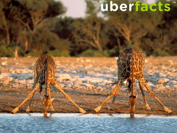 UberFacts tweet picture
