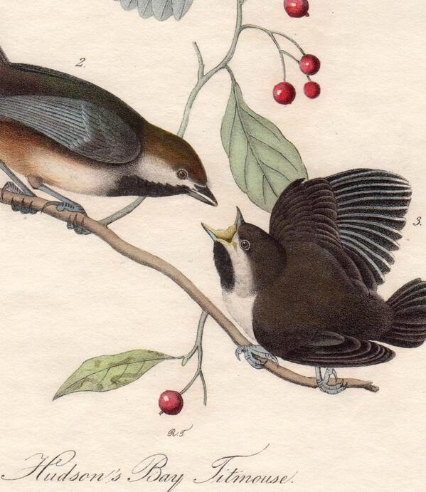 Audubon Collector (AudubonEric) Twitter