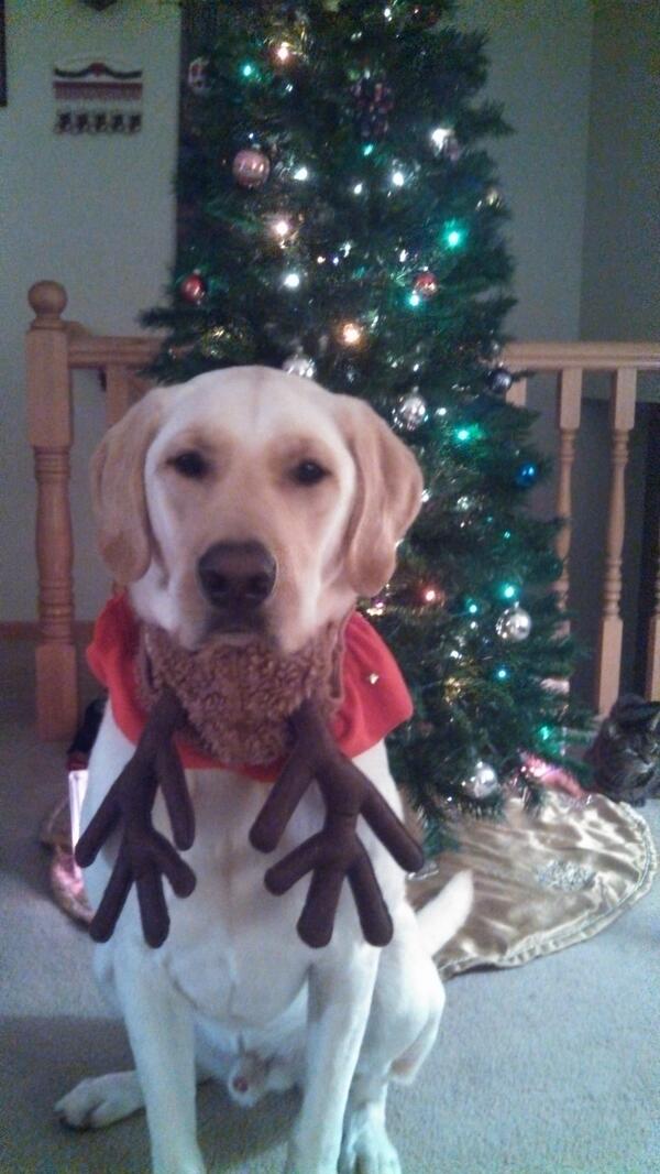 Copper the Dog (CoppertheCanine) Twitter