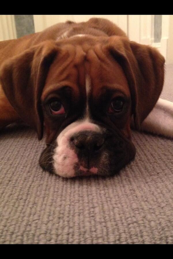 msmcginlay's tweet photo. @BoxerFanPage http://t.co/vChsRqSJaj
