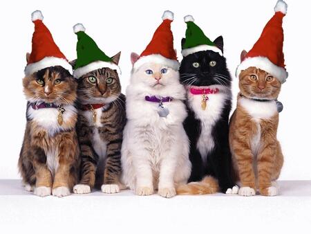 HappyCatCentral tweet picture