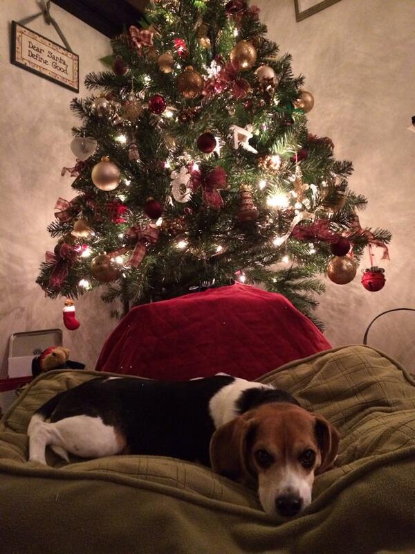 I finally got the tree up.