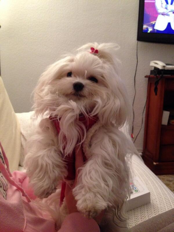 Moraguita16's tweet photo. Jo jo jo feliz navidad jajajaj http://t.co/3tpNl3IV7p