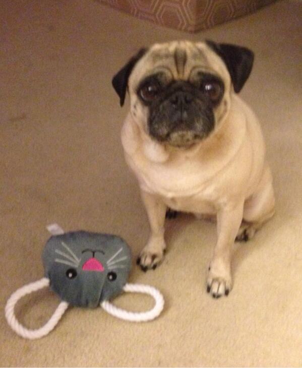 newlinpreben's tweet photo. @HamiltonPug  A1 Of course! Here's my niece pug's birthday gift!! #pugchat http://t.co/oFoDsm4Bz8