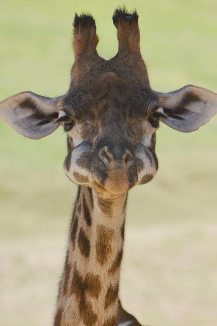 macarteaga1's tweet photo. "@Fact: A baby giraffe with his mouth full. http://t.co/QElvOH6KTG" @MaryLlanos asi me siento jajaja ;)