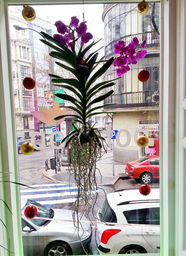 PotShopGC's tweet image. Un bues regalo de reyes, esta preciosa Orquídea Aerea.