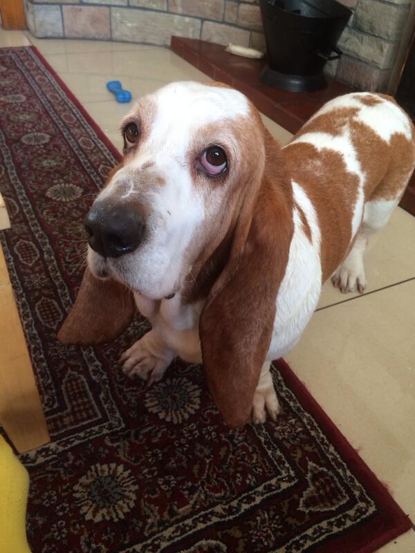 Saveywil1's tweet image. Does bathing and wrestling a mad #Bassetthound count as a working out for @TheUnogwaja #140daystogo