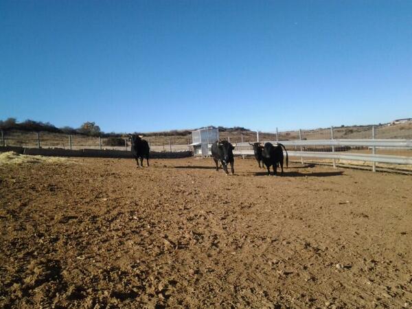 Ganaderia de Diego Valladar y David Ecija <a href="/TorosyFiestas/">Toros y Fiestas</a>