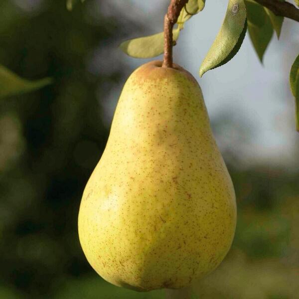 ItsAlixTurnor's tweet photo. I wish u'd stop ignoring mi bcos ur sending mi to dis pear http://t.co/dt1uVdJX3S