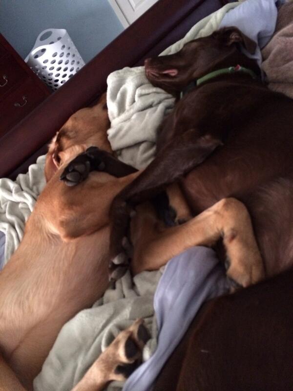 gabbyfgreen's tweet image. Lovers: #bedproblems