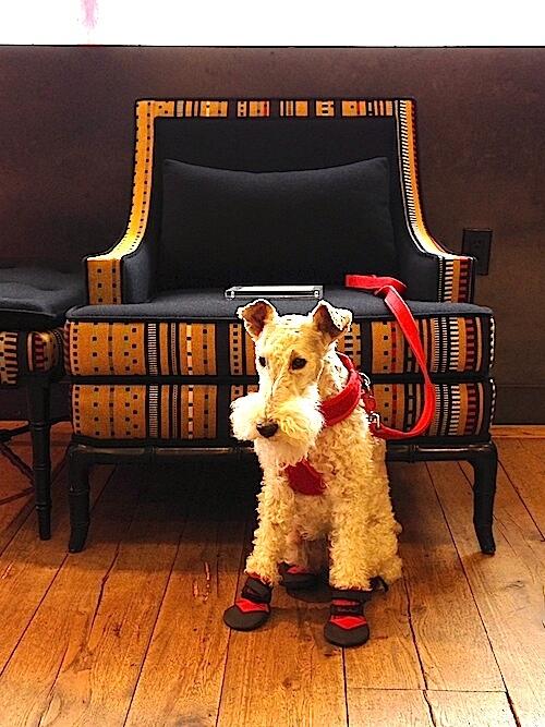 FoxTerrierCoco's tweet photo. Happy~Happy~New Year~Woof~Hoo~ http://t.co/1dOUJmKstf #pet #dog #art #humor #happynewyear #foxterrier #SanFrancisco http://t.co/2Ngkgx3hDt