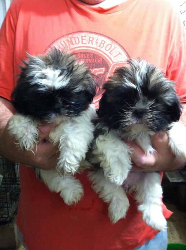 YarnMonkey's tweet image. Randy and I are finally going to be parents again!We are adopting one of these precious babies! Find out on the 11th