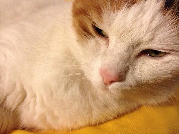 #HappyNewYear #MerryChristmas #sorryimlate #CrazyCat #loveparties  #amazing2013 #Welcome2014 
SEE YOU NEXT YEAR 😻🎉🎄