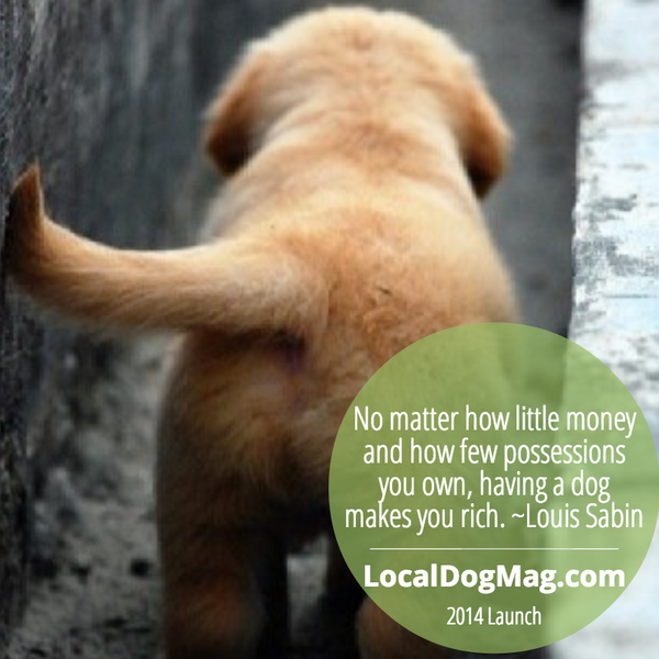 Elliebelle90200's tweet photo. No matter how little money and how few possessions you own, having a dog makes you rich. ~ Louis Sabin #LocalD... http://t.co/GMryhq79Zg"