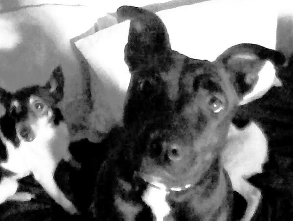 labellpups2002's tweet photo. http://t.co/q36RMAgJFM