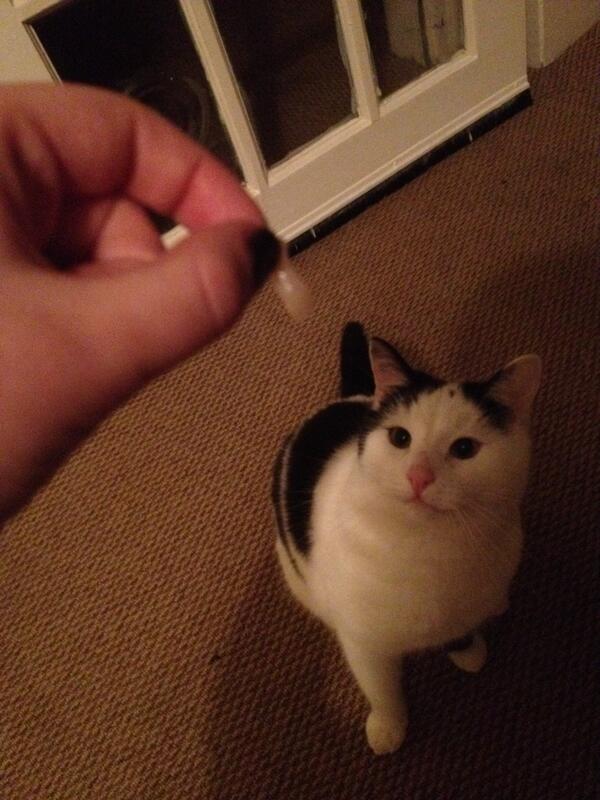 MadCatLaydee_'s tweet photo. Little Boyce 🎣 http://t.co/3dgFVIpnw6
