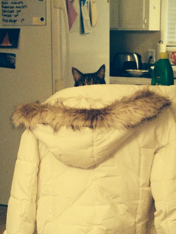jillybananaboat's tweet photo. Sneaky cat! http://t.co/yTBqnfX0Eq