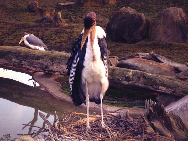 Gimme the bird boys and free my soul