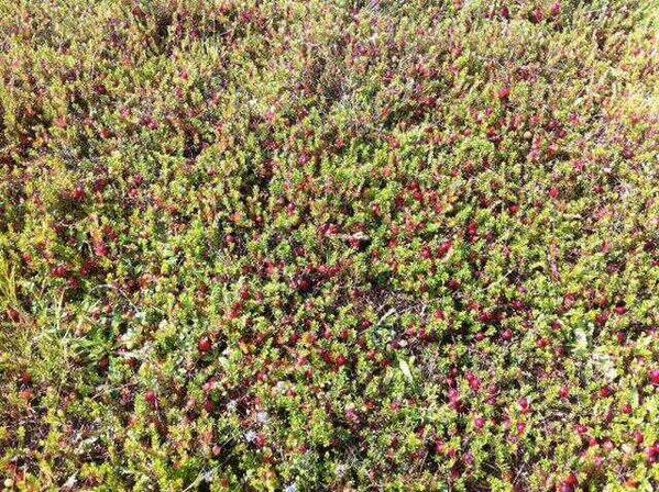 CranberryTexel's tweet photo. Voor iedereen een gelukkig 2014 gewenst . http://t.co/p7Q6LdgEE9