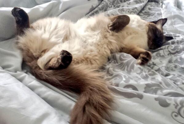 Amylloydcatlady's tweet photo. @Catsaturday Happy New Year from # Archie #catlady #perth http://t.co/vQ9vFIaDye