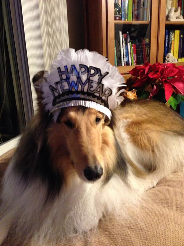 loveyourdog's tweet photo. Happy New Year!! http://t.co/yFDik4S0Xq