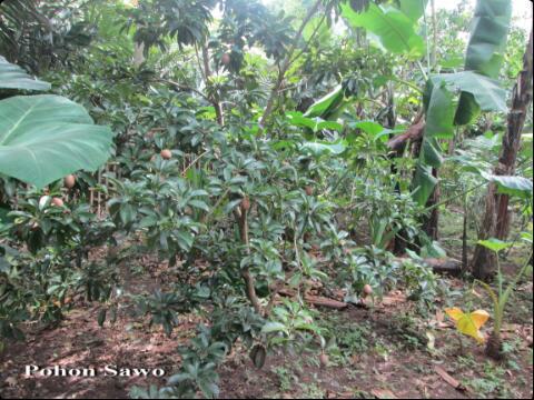 hazza_kostan_'s tweet photo. @infocibiru DIJUAL tanah 420m2 (kebun+120pohon) | 60jt | pangauban batujajar bandung barat | 085720387705 http://t.co/4TlqvHhm3G