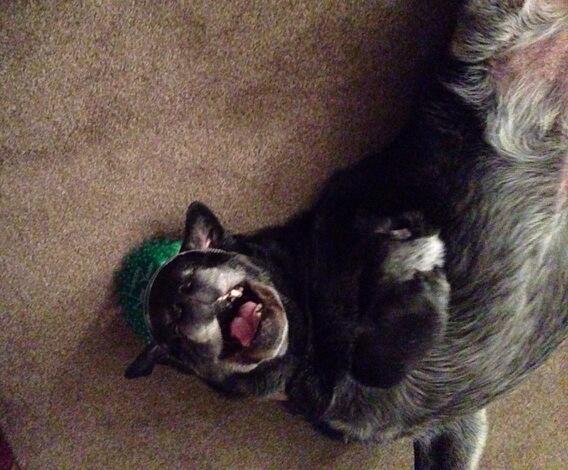 bertiladamas's tweet photo. Shiloh not so sober anymore - Happy New Year Everyone!! #kisses #newyear #love #kickstart #dogsdrinking http://t.co/EynrfaRRD5