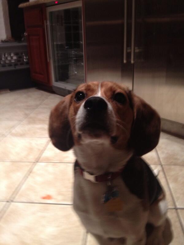 mdburlee's tweet photo. @willguza  What a dog. What a glorious dog. What a symbol of ferocity http://t.co/oL6zS3wqFr