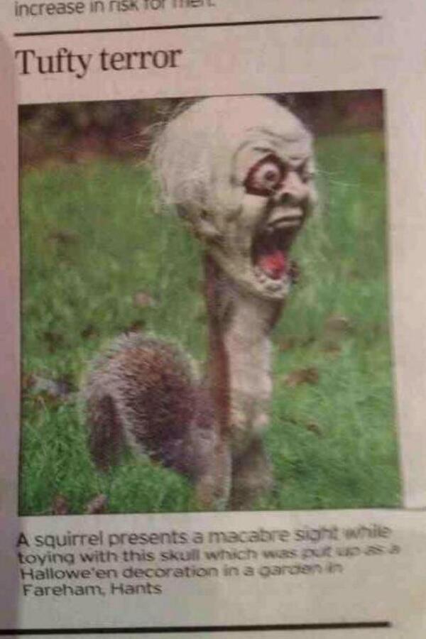 CharlBerry10's tweet photo. Squirrel gets head stuck in halloween skull. http://t.co/GjISr8Bfru @LucySwell @vernVST1 @kirsty_simon @freakfi
