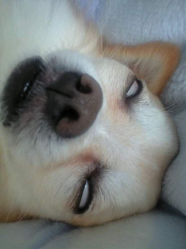 オモロイぶたまん 白目で寝る犬 Http T Co Nltowfjhrq Twitter