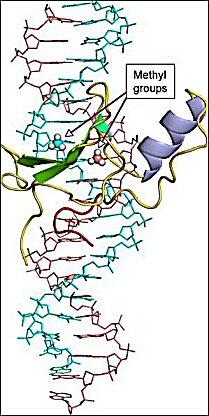 Adrian Bird knight in UK Hons: studies how small molecules switch on/off DNA as in rare form of autism Retts Disease