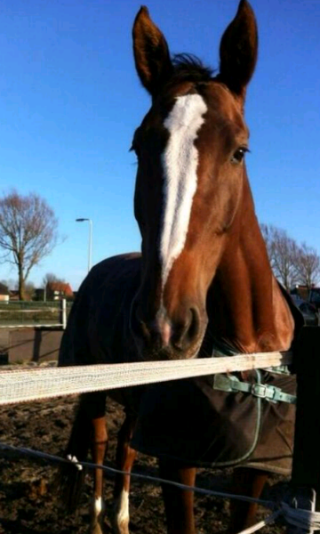 horsesfreaks's tweet photo. #RT voor ava 7 http://t.co/Dfv5Q12ssr