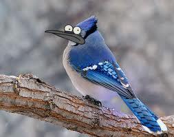 faavae267's tweet photo. What  looks Mordecai looks like in real life:) #RegularShow http://t.co/MR2GavO92l