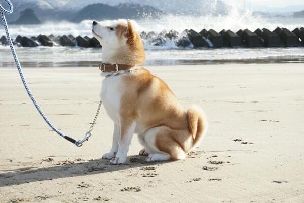 yu2013a's tweet photo. ＃柴犬 ＃ミラーレス http://t.co/KLLCnpjJw9