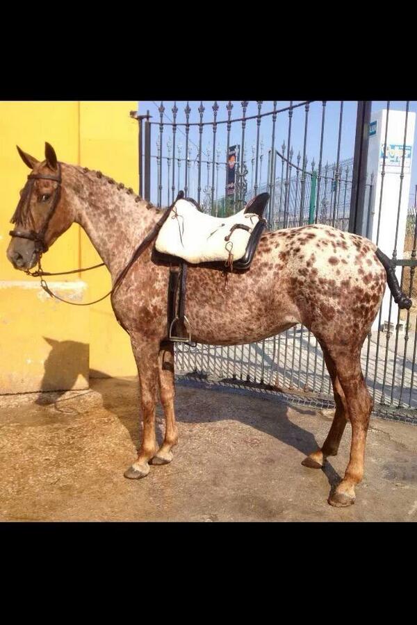 caballo on Twitter: "Feliz año Comencemos una buena jaca campera http://t.co/GMbMTIdVfm" / Twitter