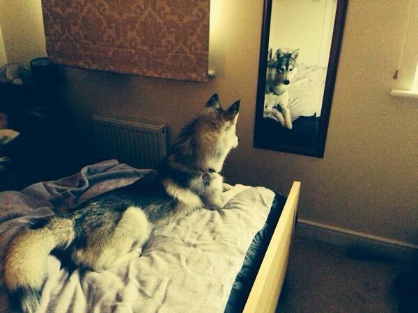 petsaccepted's tweet image. #petsaccepted mascot Akira is starting 2014 by finding out who this other dog is! #StartingWithTheManeInTheMirror