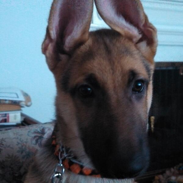 American Canine Collection tweet media