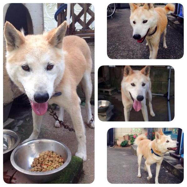 ささき なつみ على تويتر 横浜市鶴見区の下末吉など 土手あたりでこの犬を見かけた人いませんか 柴犬です 青い首輪をしています もう 何日も 飲まず食わずで痩せ細っていると思います 一刻も早く見つけてあげたいので情報をください Http T Co Ucndnxlsax