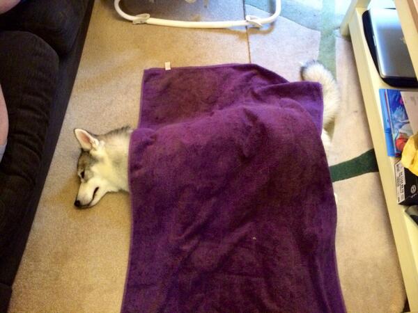 petsaccepted's tweet image. @Hetty_BG I think this #petsaccepted mascot has other ideas!