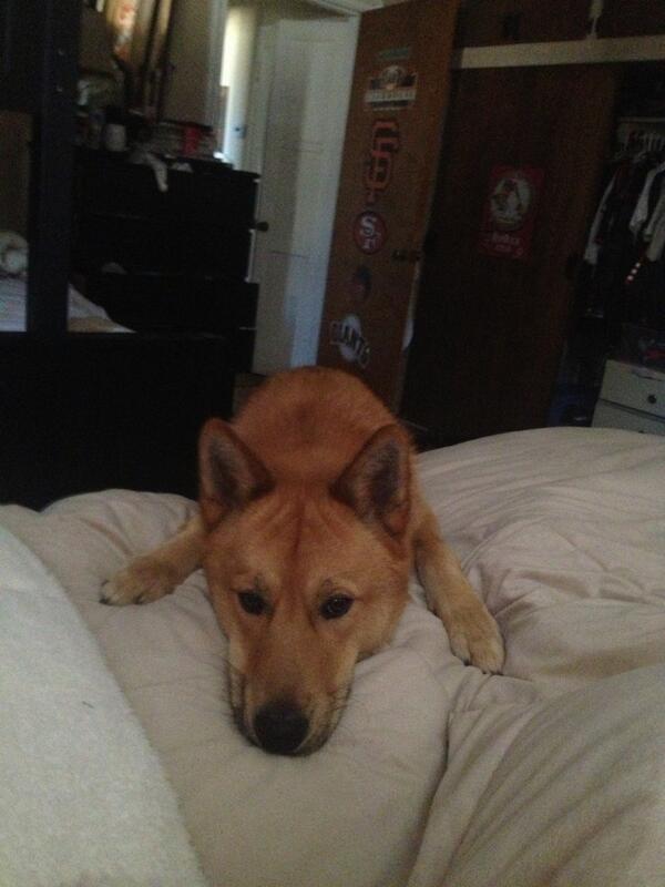 muno_zana's tweet image. waking up to this👌 #alergic #HATEdogs