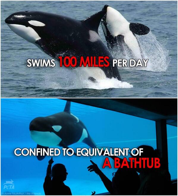 peta's tweet photo. Reason 1,000,000 to #BoycottSeaWorld. RT to show how #CaptivityKills! #RoseParade http://t.co/rMjaLpBn7I