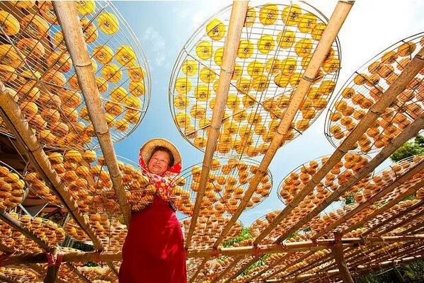 aleshammah's tweet photo. #agpic #acpics #farmpics #farmpics #agchat Secado de caqui.. TAIWAN http://t.co/izoN9DQcBf