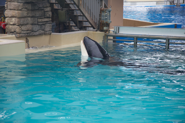 peta's tweet photo. 5 Videos @SeaWorld Does NOT Want You To See: http://t.co/M3yqSxrLof 

RT to show how #CaptivityKills! http://t.co/XGVp2pkfre