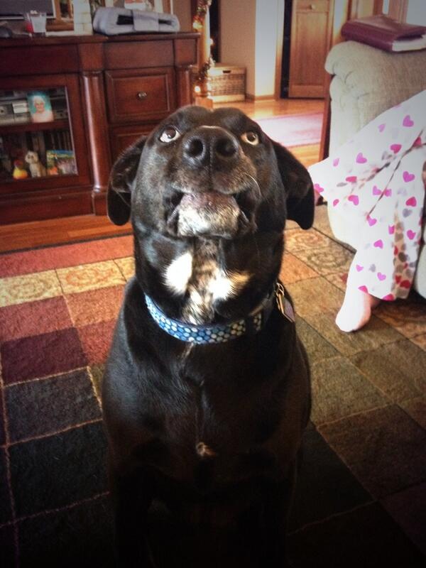 macybieller's tweet photo. She got that face only an owner could love http://t.co/q8zHo5e11T