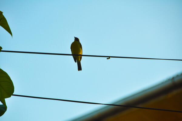 william_ife_'s tweet photo. É o código no assovio.
Todos os direitos reservados | © William Soares http://t.co/vR6echgu4r