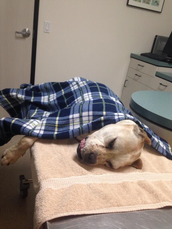 KaylaSalass's tweet image. I miss my favorite dog #RIPCapone