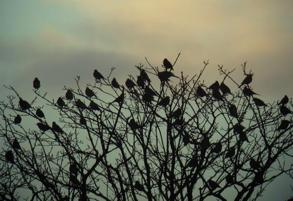 까마귀짤봇 tweet media